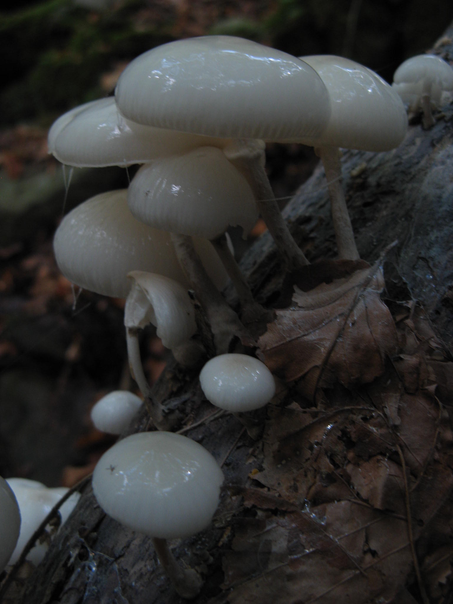 appennino pistoiese 1