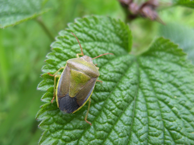 Heteroptera dei Colli Euganei