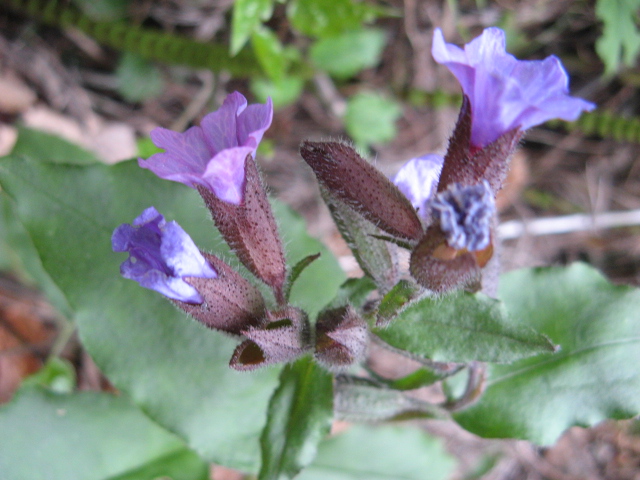 Pulmonaria