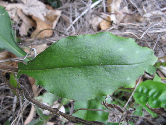 Pulmonaria