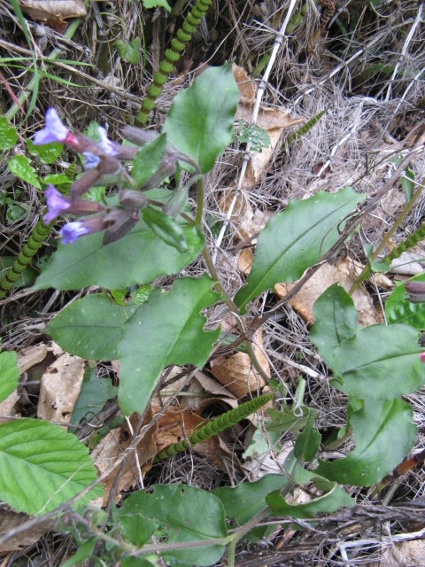 Pulmonaria