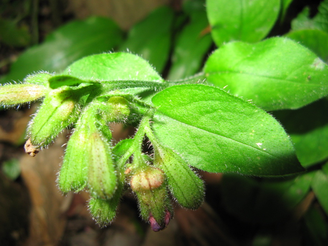 Pulmonaria