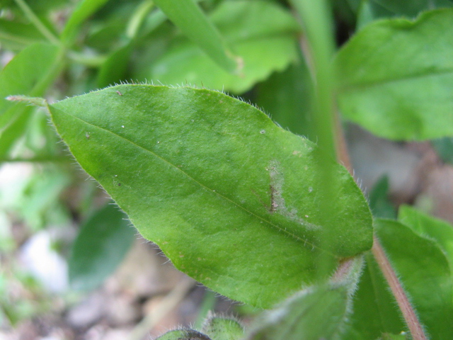 Pulmonaria