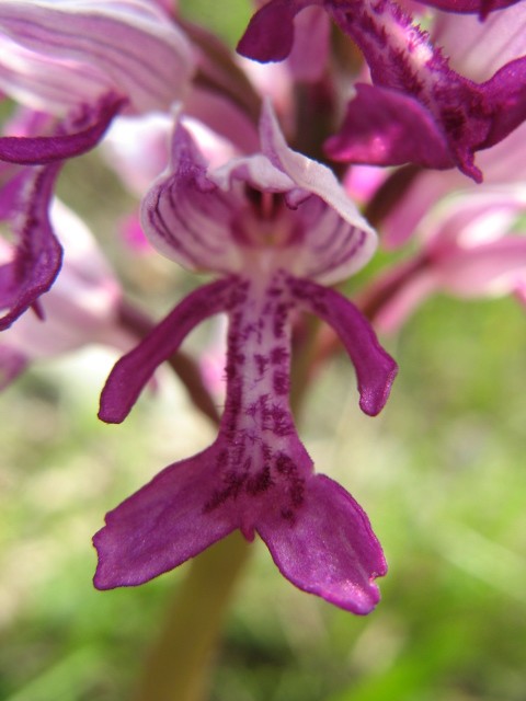 Orchis militaris