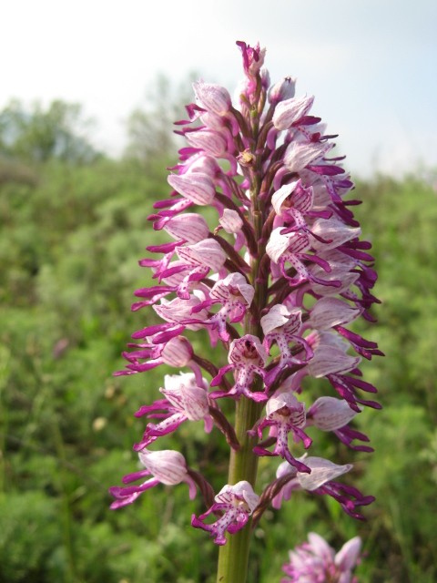 Orchis militaris