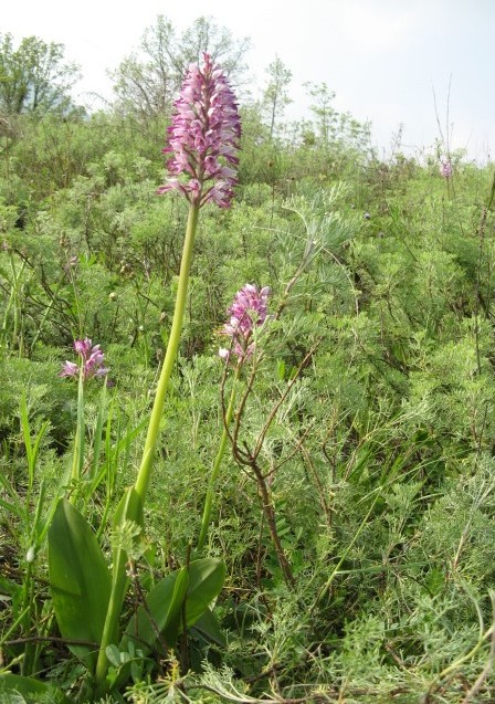 Orchis militaris