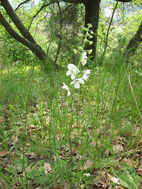 verbasco bianco - Verbascum phoeniceum