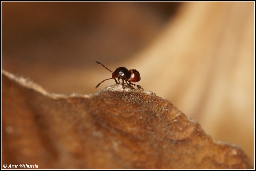 Heteroptera d''Israele