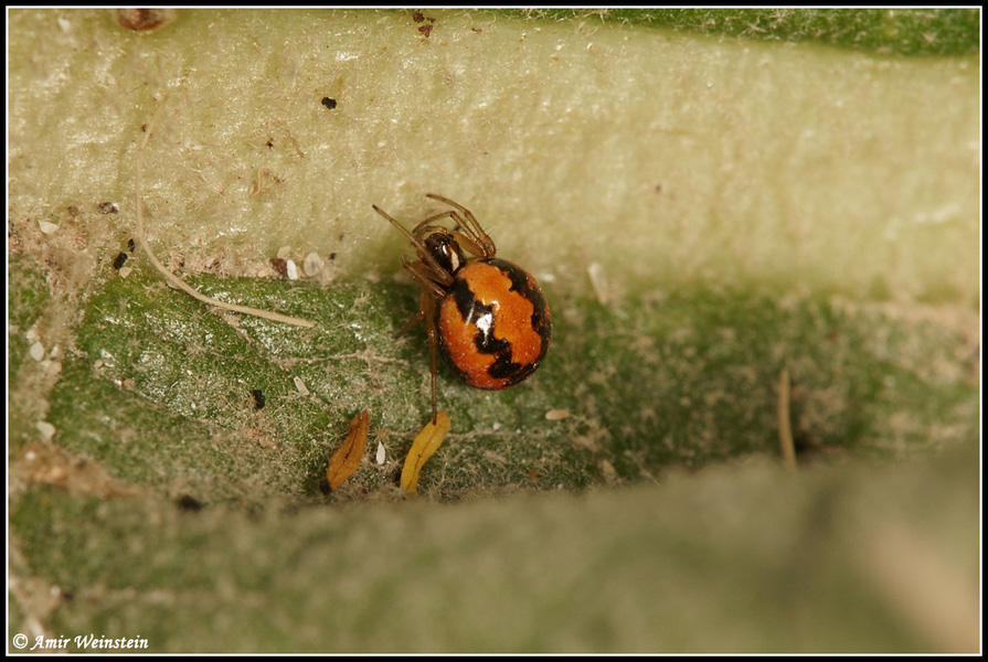 Hypsosinga sp.