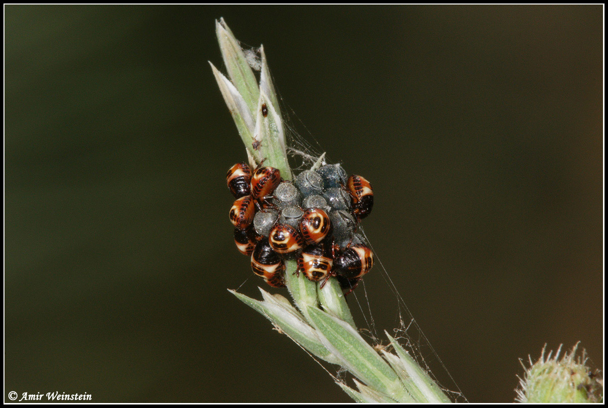 Heteroptera d''Israele