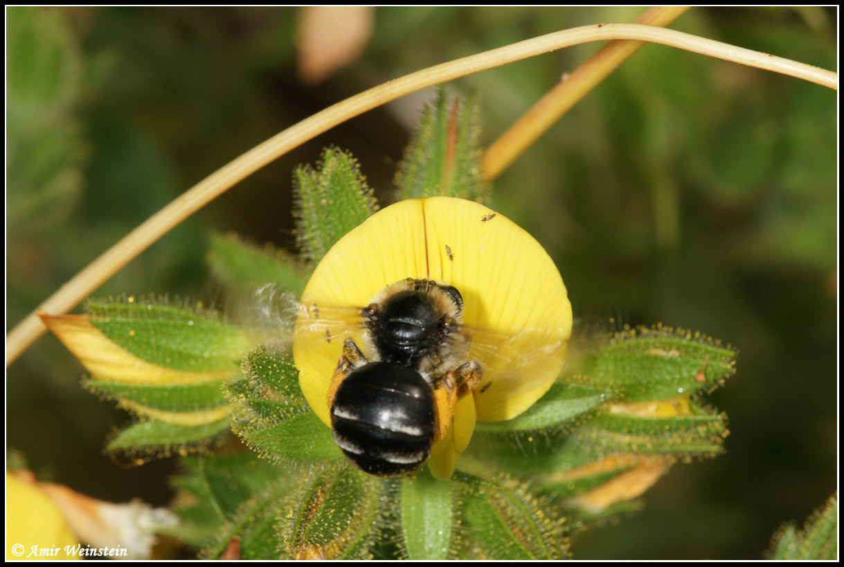 Hymenoptera  d''Israele