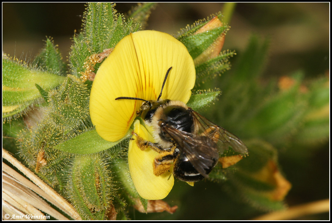 Hymenoptera  d''Israele