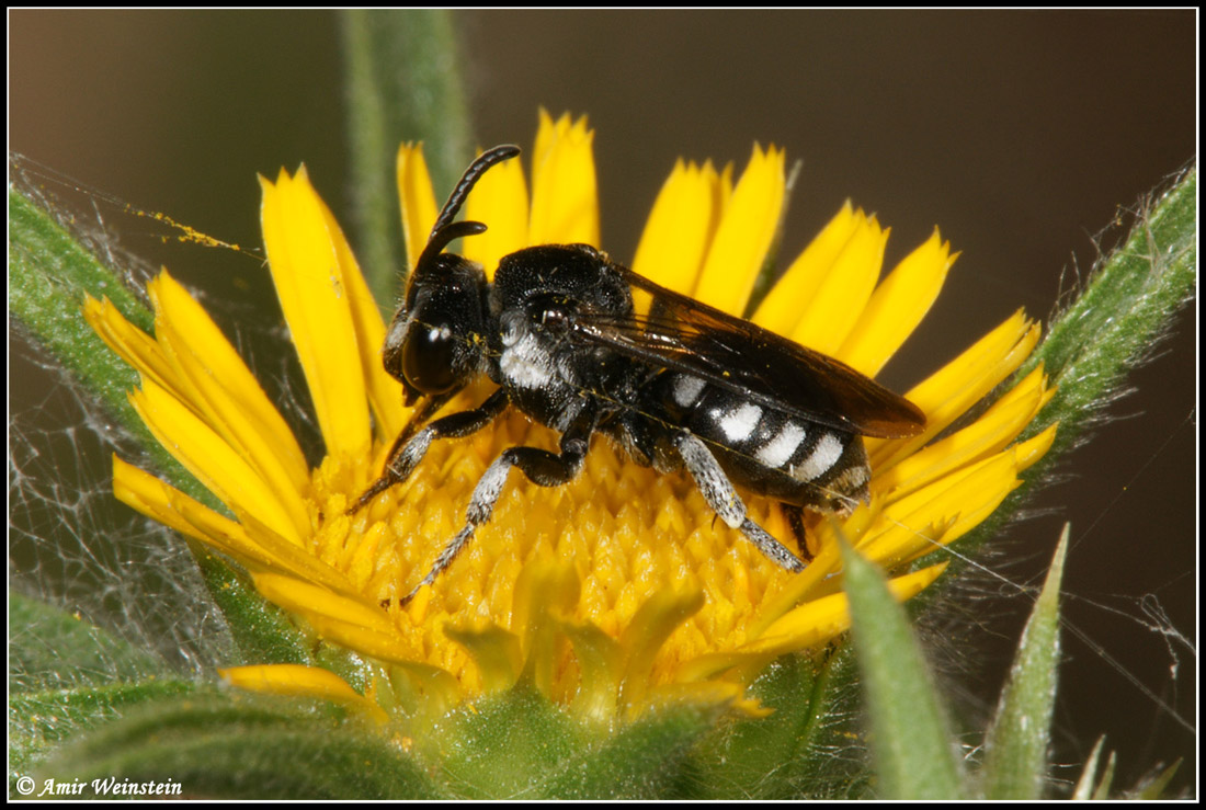 Hymenoptera  d''Israele