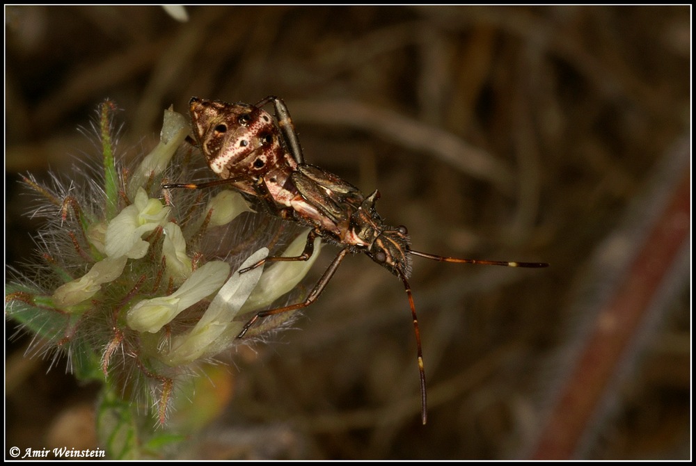 Heteroptera d''Israele: Alydidae nymphs