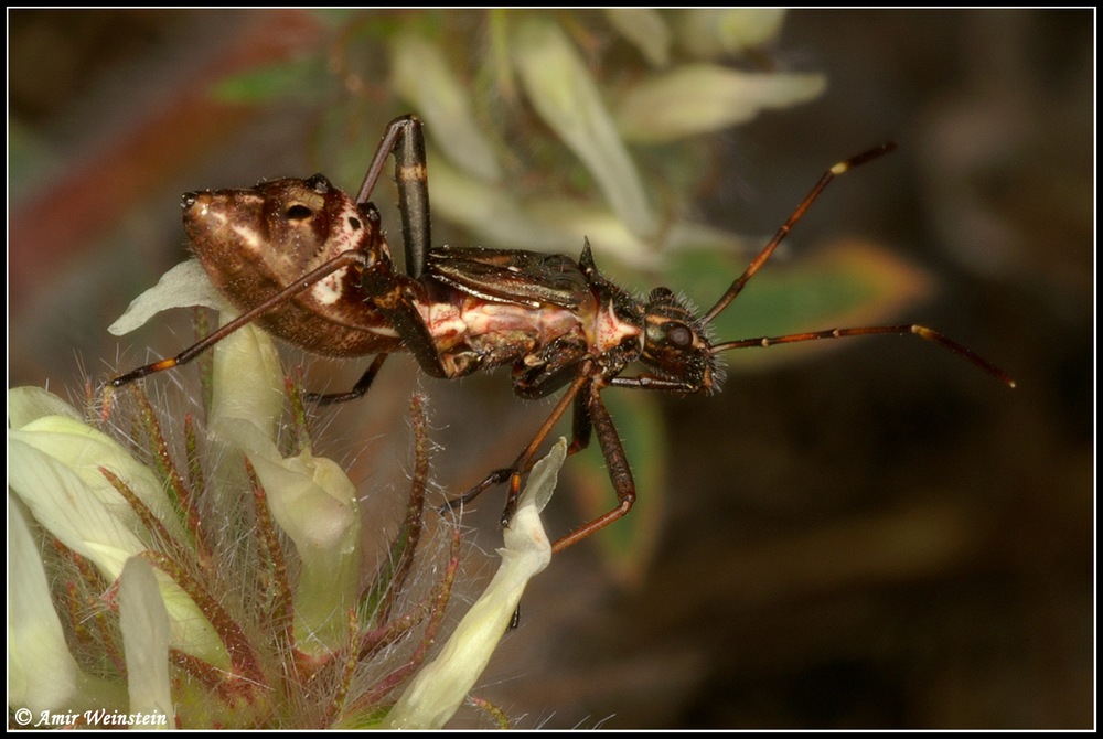 Heteroptera d''Israele: Alydidae nymphs