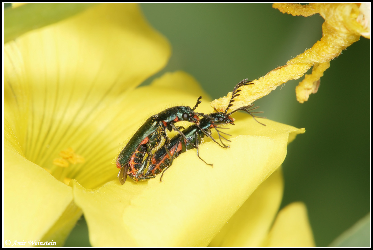 Malachiidae d''Israele: Haplomalachius flabellatus