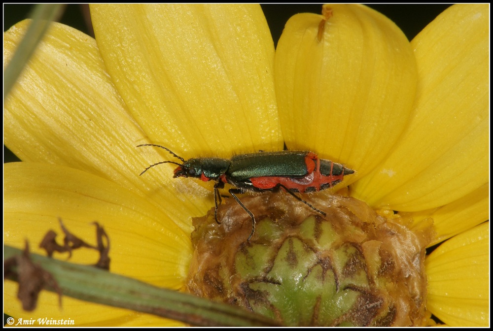 Malachiidae d''Israele: Haplomalachius flabellatus