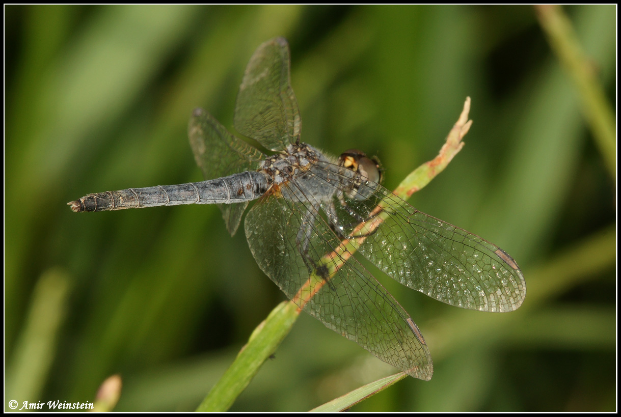 Odonata d''Israele  - Diplacodes or Selysiothemis ?