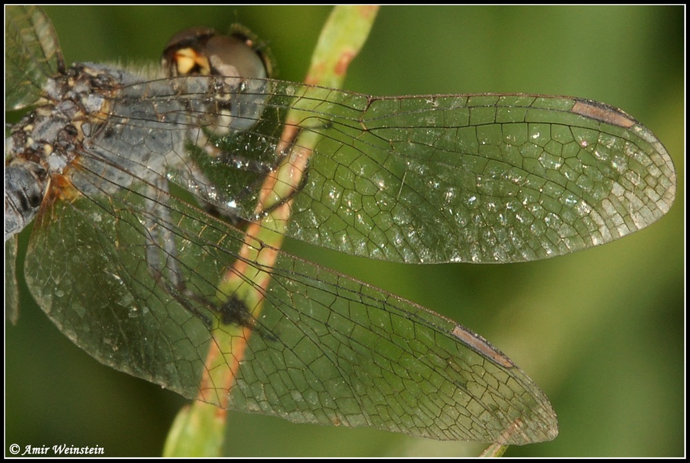 Odonata d''Israele  - Diplacodes or Selysiothemis ?