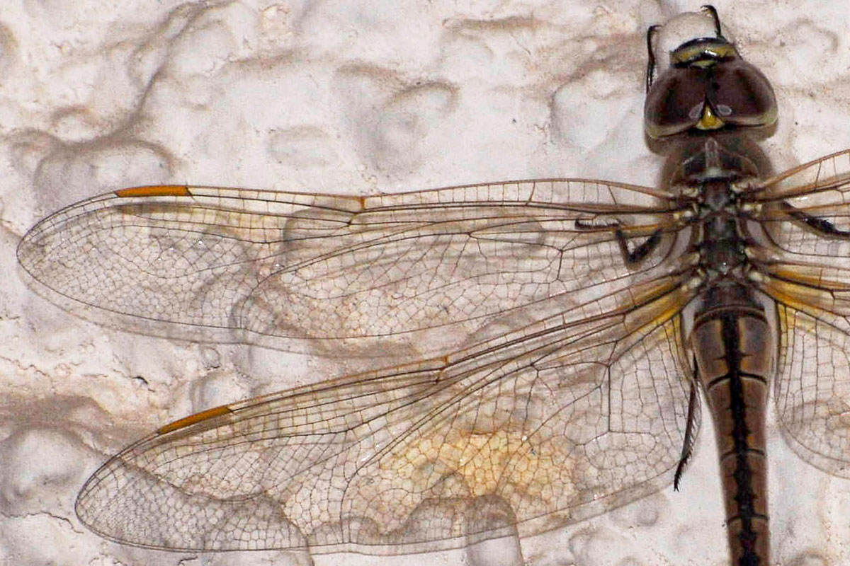 Odonata d''Israele - Hemianax  (= Anax) ephippiger