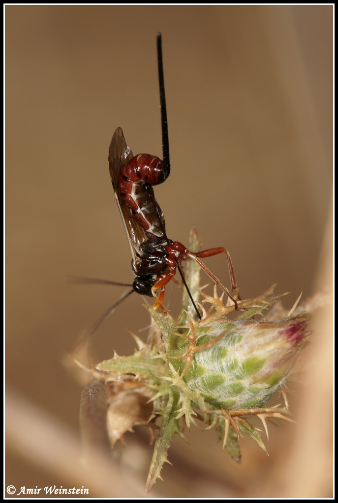 Ichneumonidae d''Israele:  Exeristes sp.
