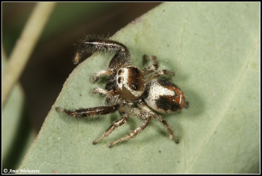 Araneae d''Israele for ID