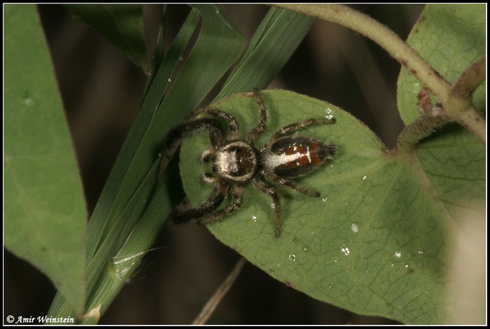 Araneae d''Israele for ID