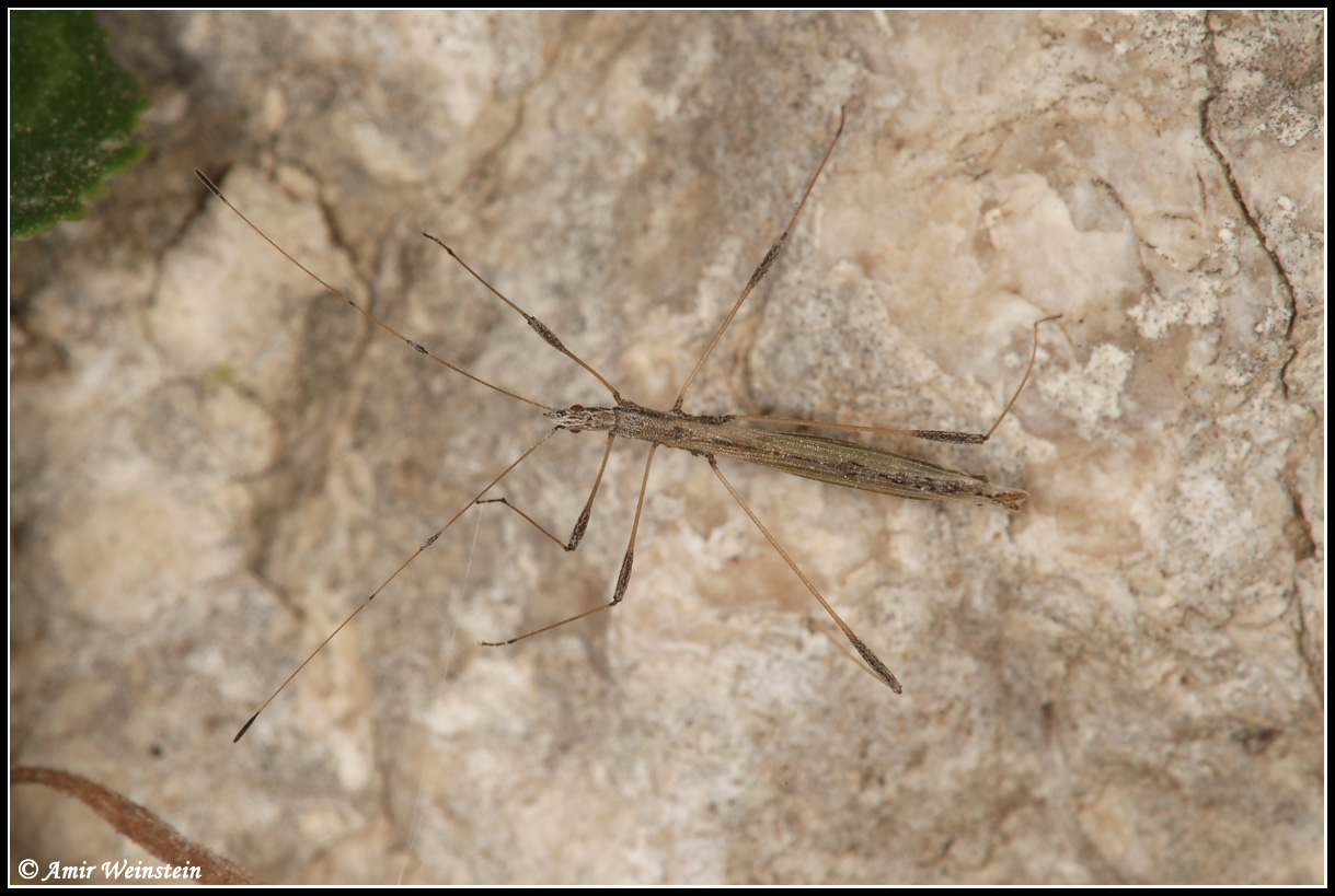 Heteroptera d''Israele