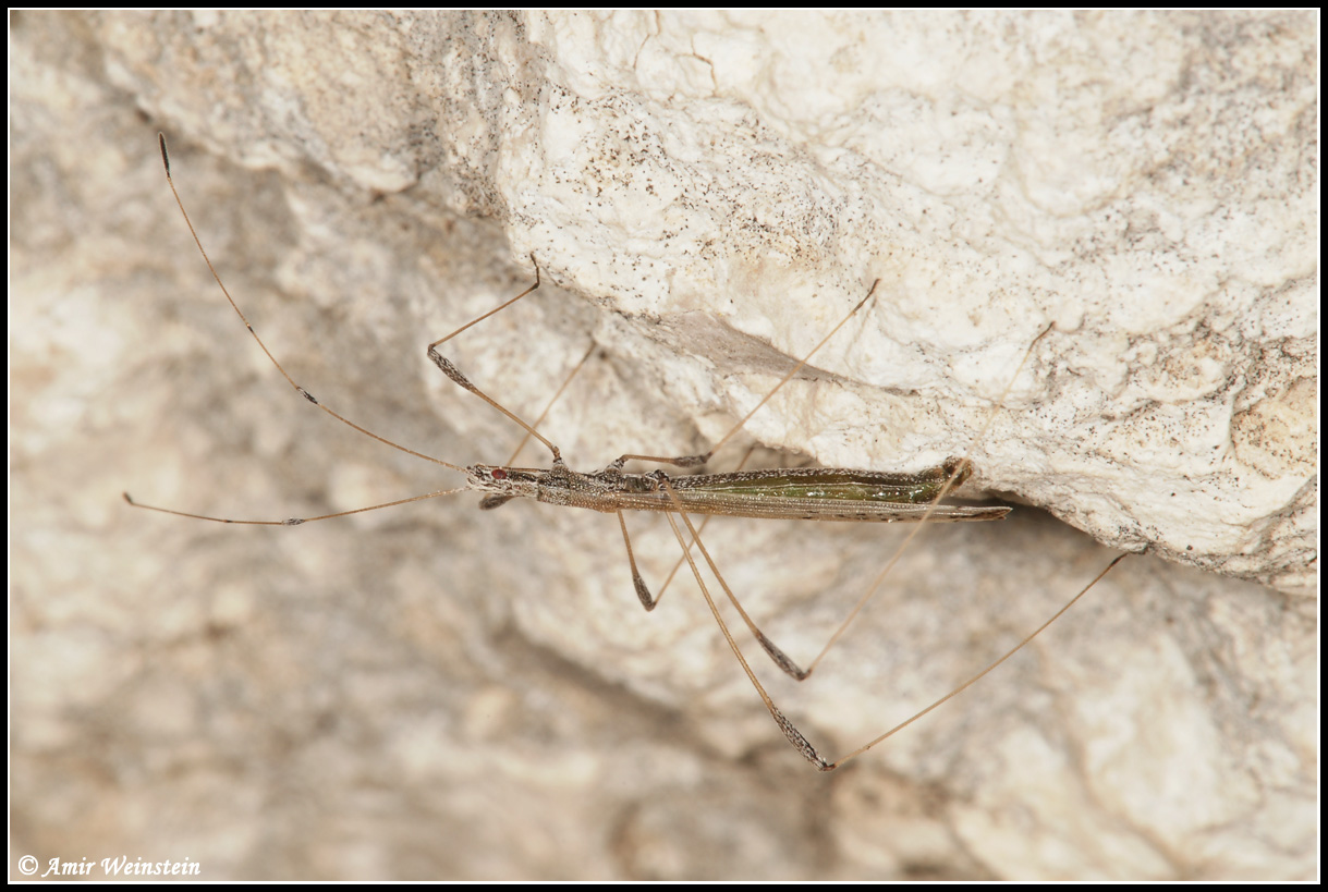 Heteroptera d''Israele