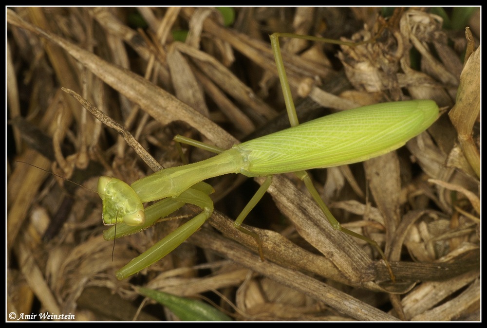 Mantodea d''Israele: Miomantis telavivensis