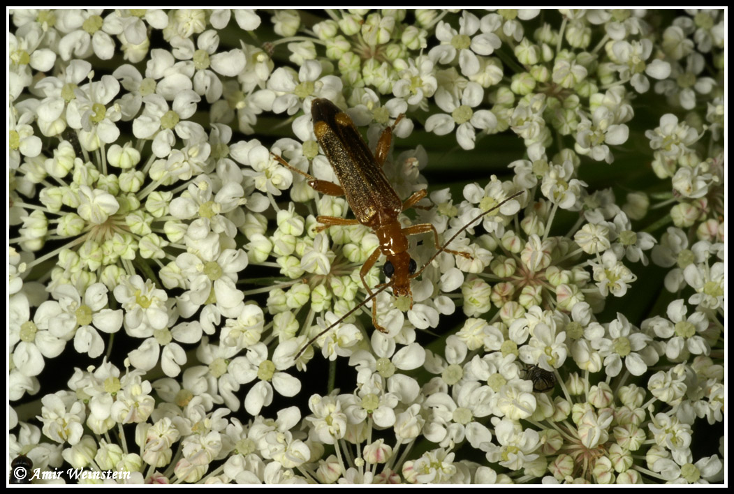 Oedemeridae ID