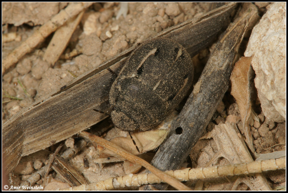 Heteroptera d''Israele