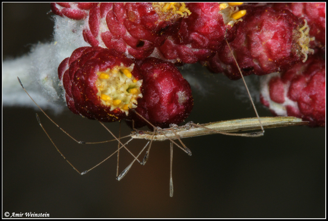 Heteroptera d''Israele