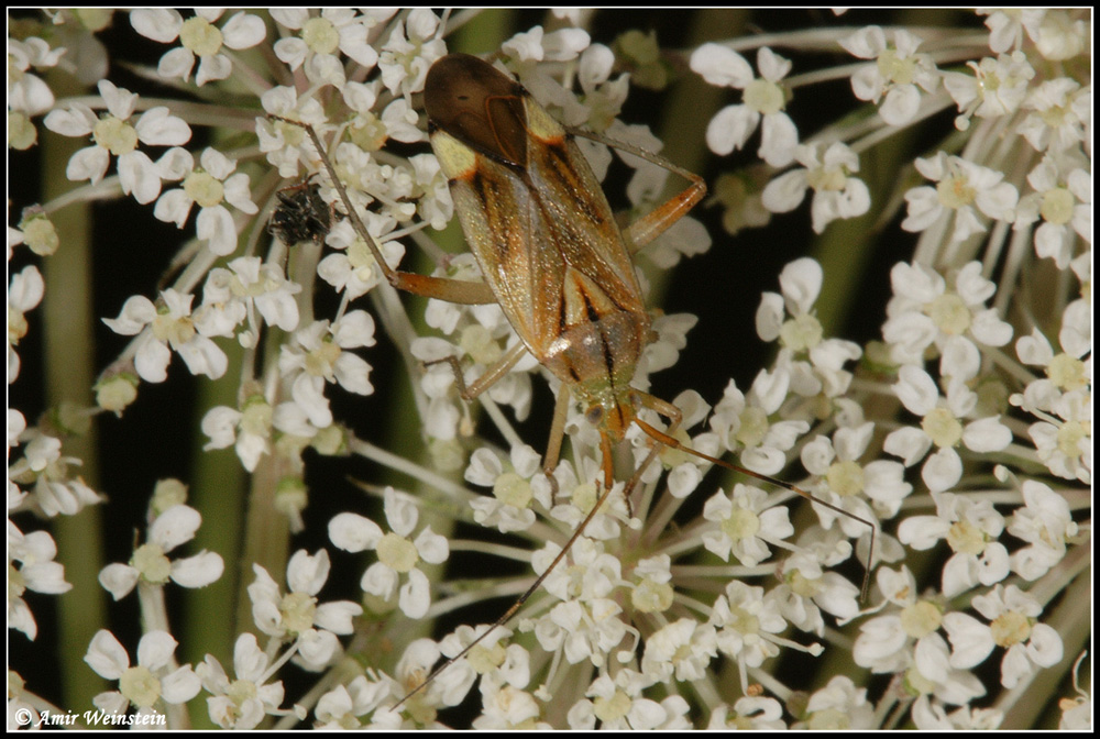 Heteroptera d''Israele