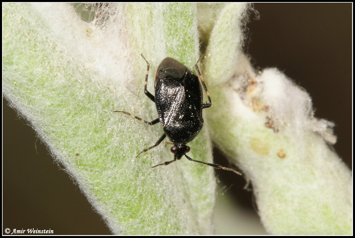 Heteroptera d''Israele