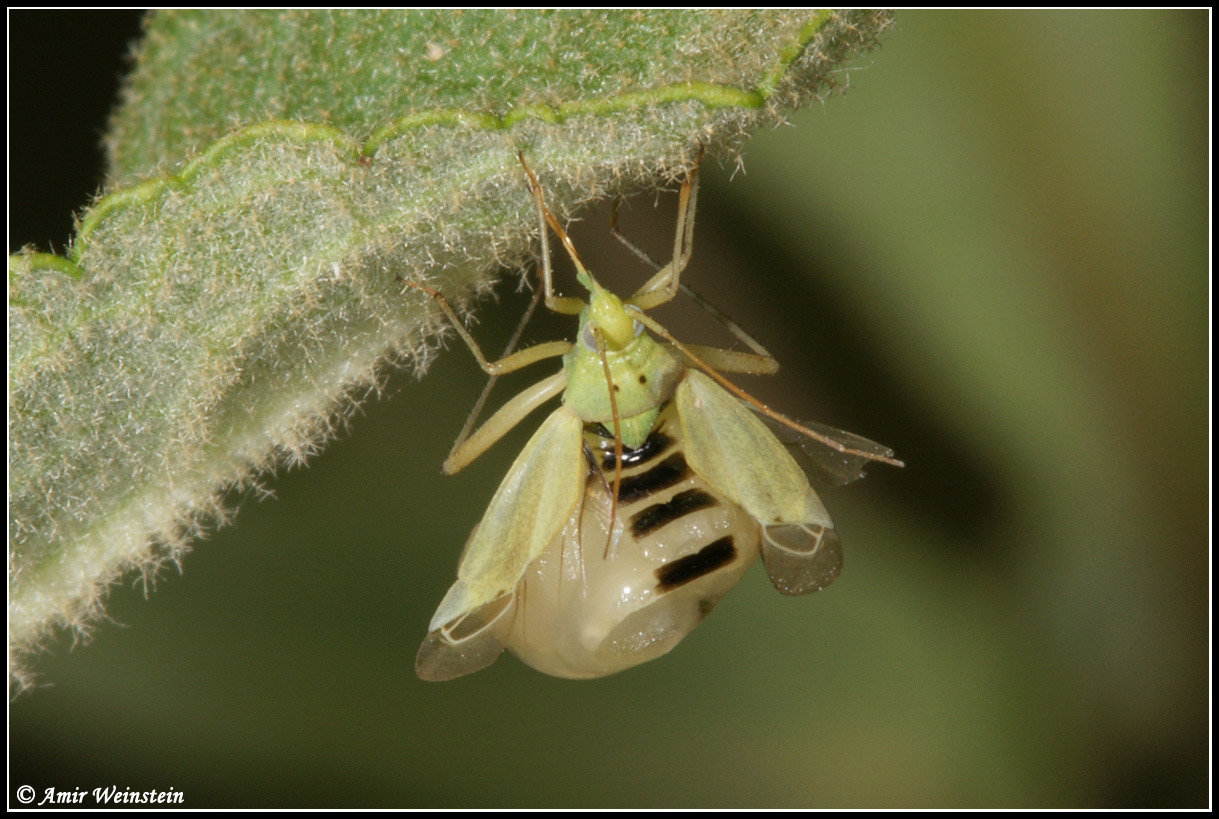 Heteroptera d''Israele