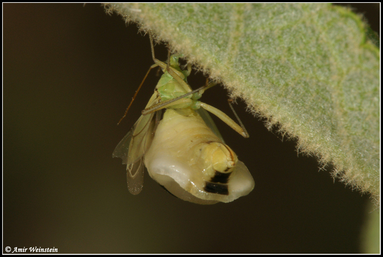 Heteroptera d''Israele