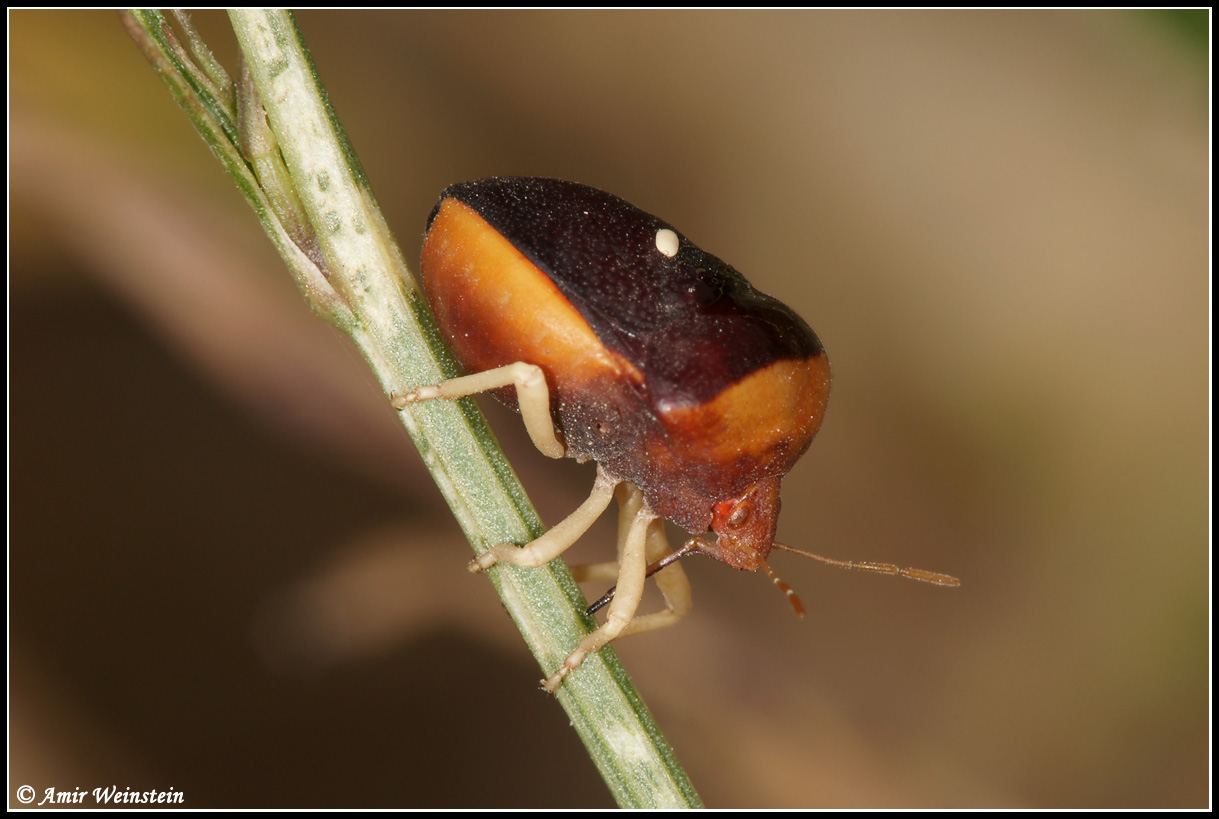 Heteroptera d''Israele