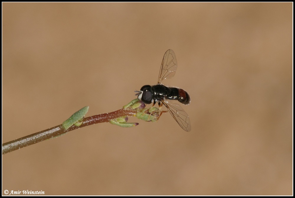 Diptera d''Israele for ID