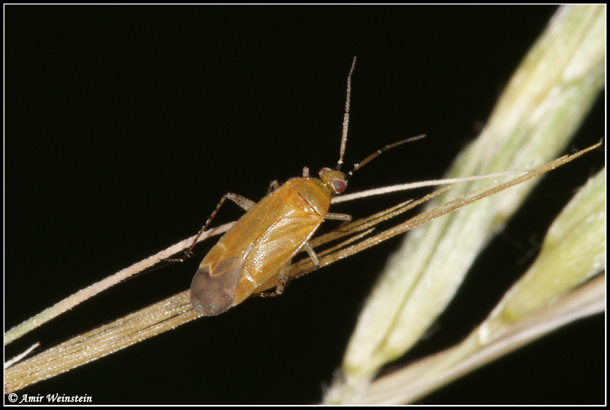 Heteroptera d''Israele