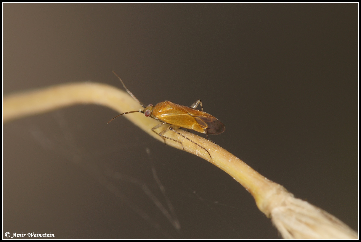 Heteroptera d''Israele