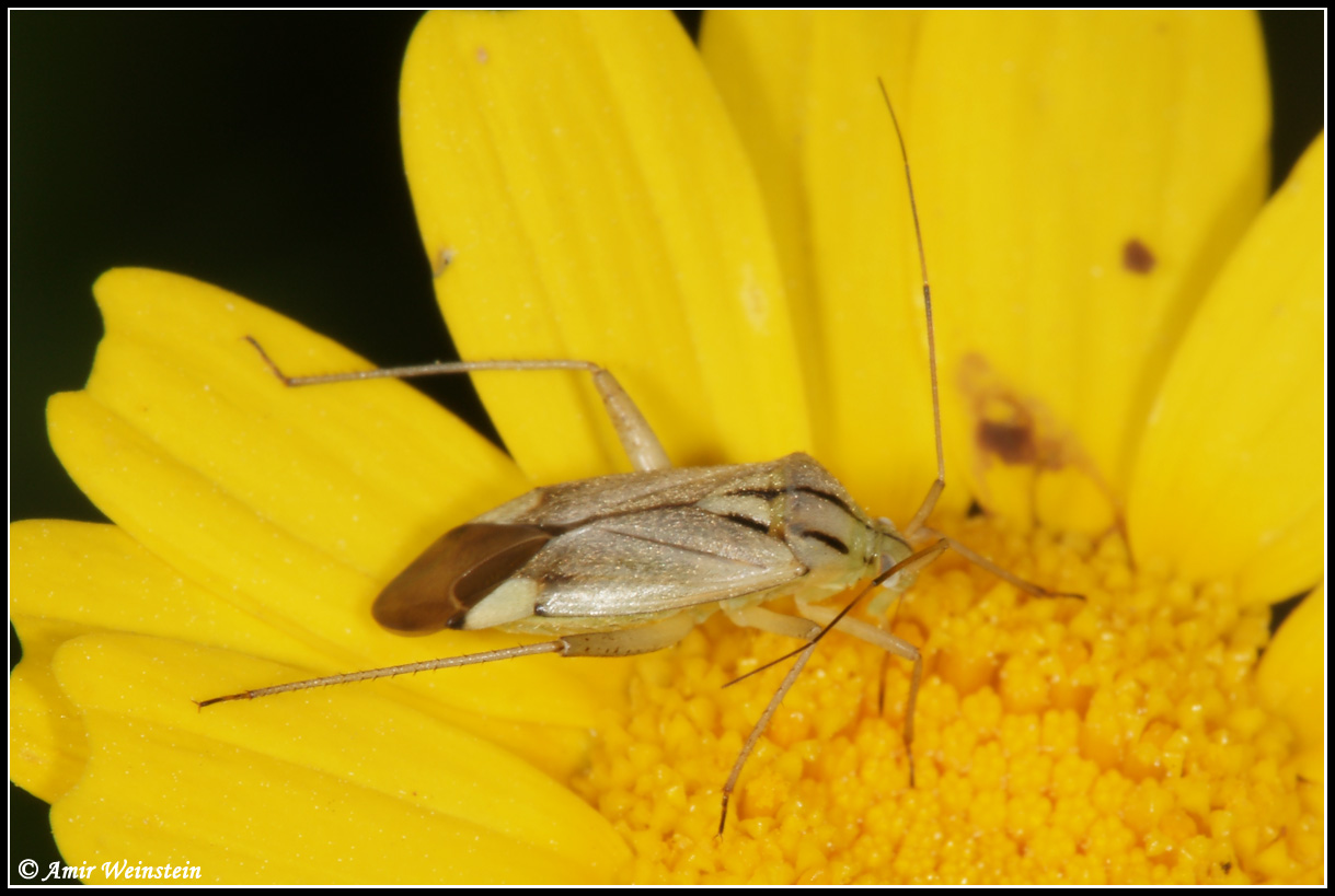 Heteroptera d''Israele