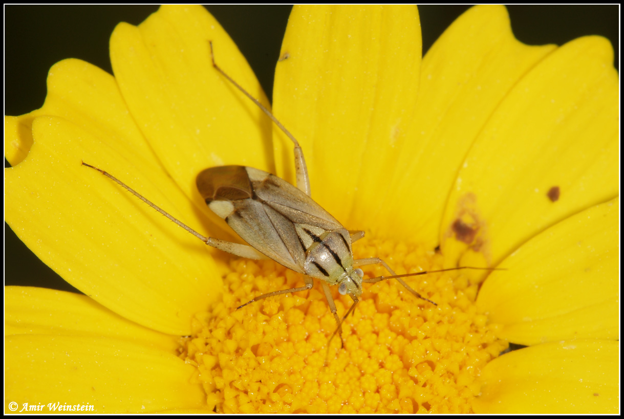 Heteroptera d''Israele