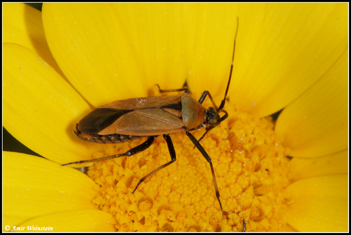 Heteroptera d''Israele