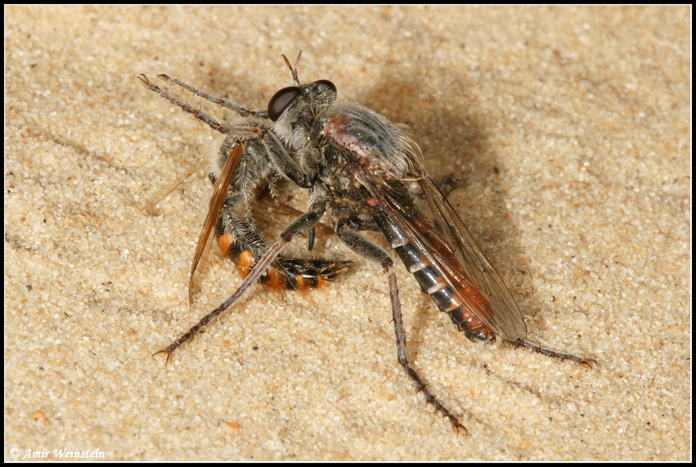 Diptera d''Israele  -  Asilidae for ID