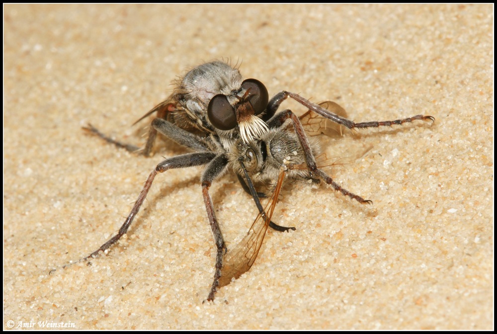 Diptera d''Israele  -  Asilidae for ID