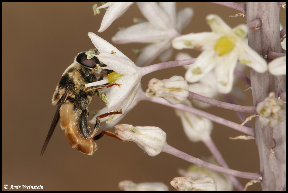 Syrphidae d''Israele for ID