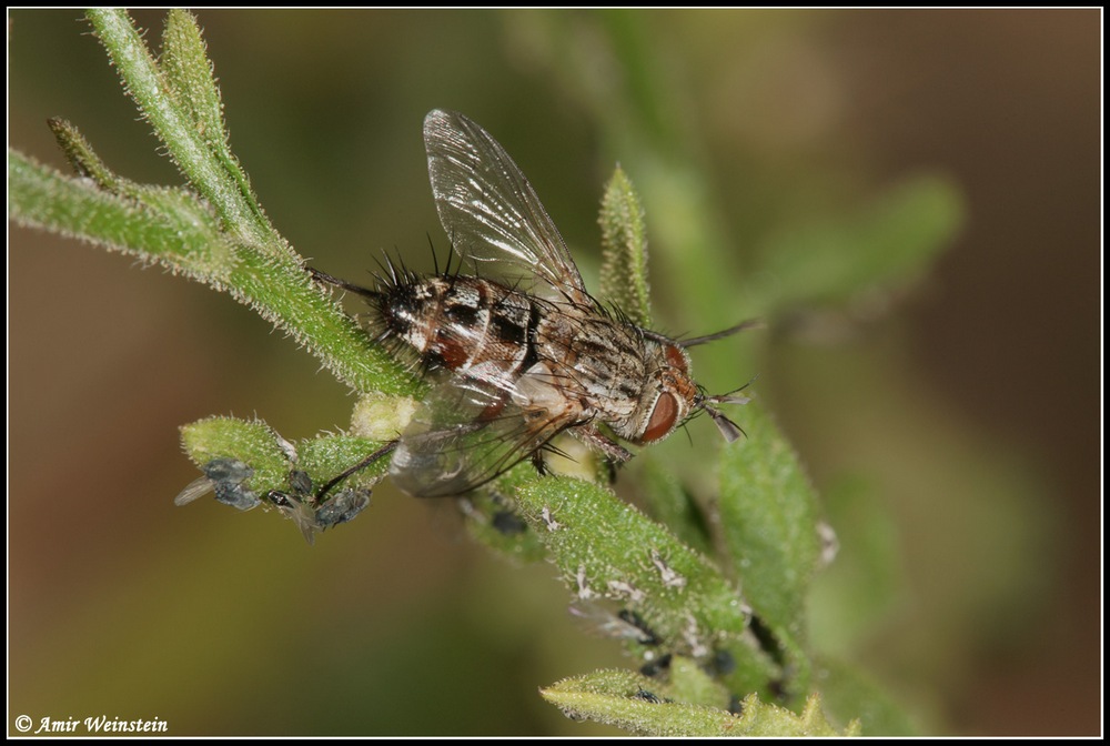 Tachinidae d''Israele for ID