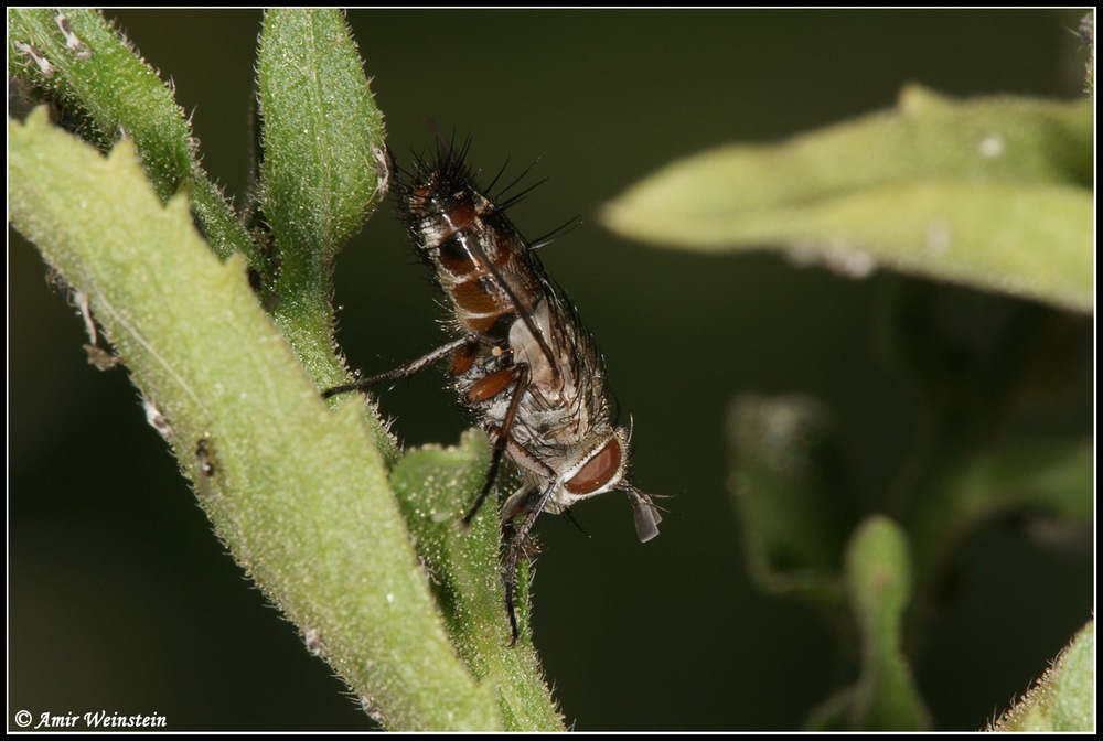 Tachinidae d''Israele for ID