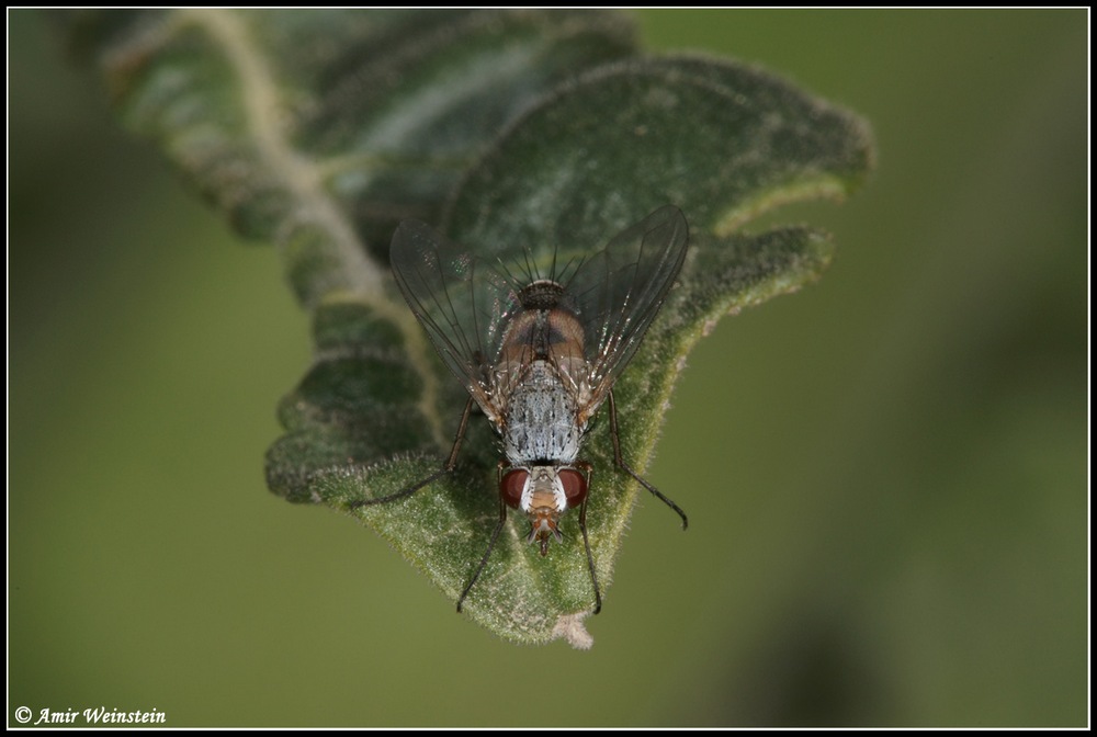 Tachinidae d''Israele for ID